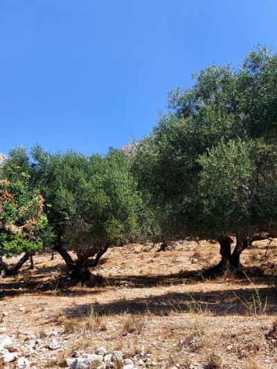 Image No.4-Plot for sale