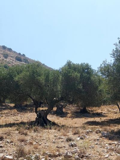 Image No.5-Plot for sale