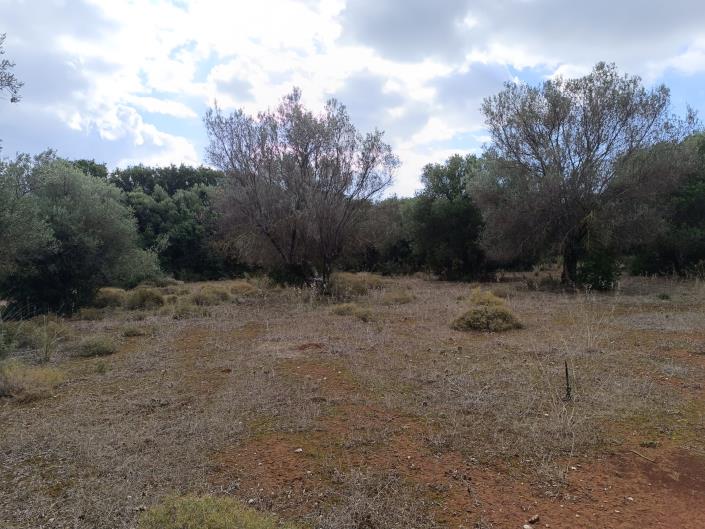 Image No.11-Terre à vendre à Peratata