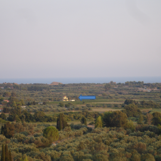 Image No.1-Vineyard for sale