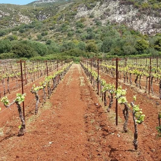 Image No.5-Vineyard for sale