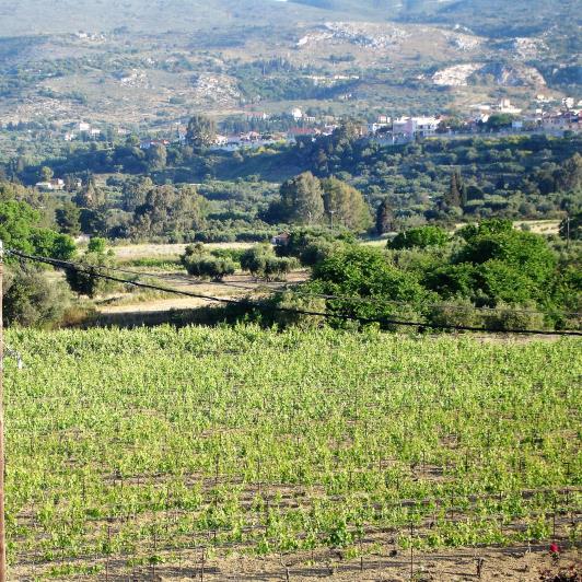 Image No.15-Vineyard for sale