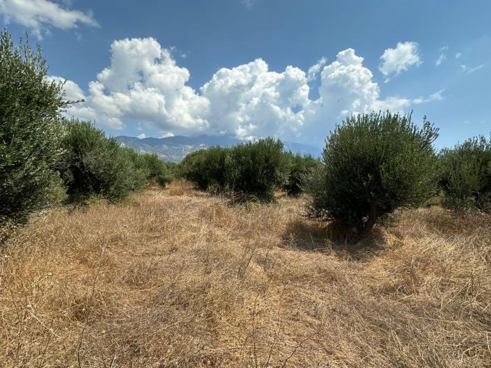 Image No.6-Terre à vendre à Kountourata