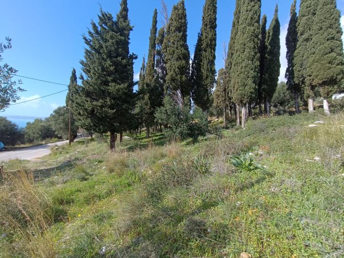 Image No.5-Terre à vendre à Simotata