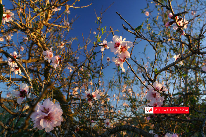 Image No.42-Appartement de 2 chambres à vendre à San Miguel de Salinas