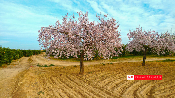 Image No.22-Appartement de 2 chambres à vendre à San Miguel de Salinas