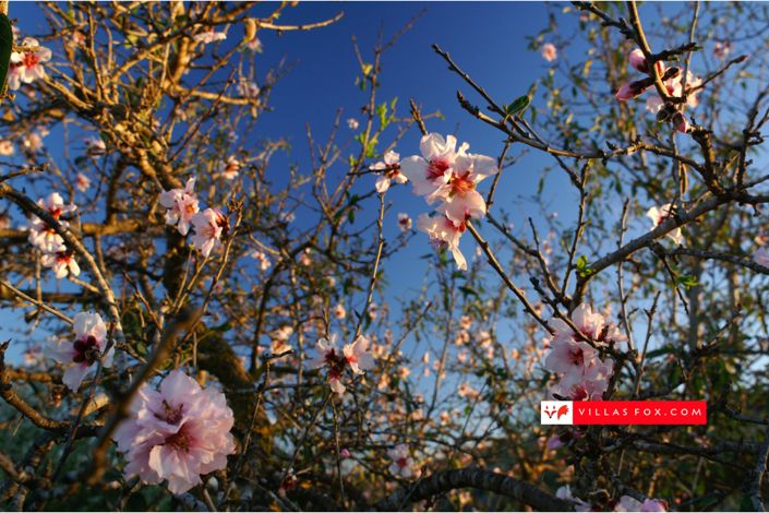 Image No.68-4 Bed Villa for sale