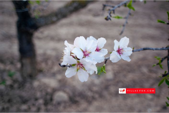 Image No.61-2 Bed Townhouse for sale