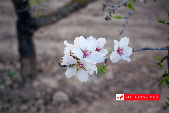 Image No.56-Villa de 4 chambres à vendre à San Miguel de Salinas