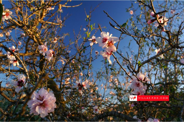 Image No.56-3 Bed Townhouse for sale