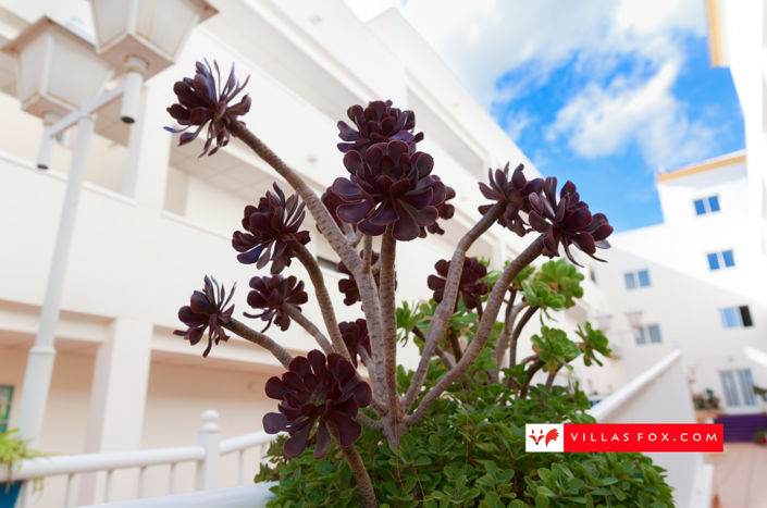 Image No.37-2 Bed Apartment for sale