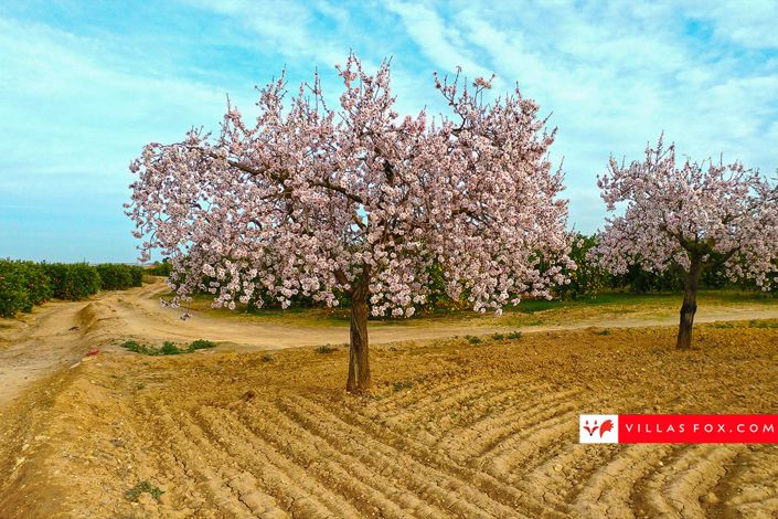 Image No.42-Appartement de 2 chambres à vendre à San Miguel de Salinas