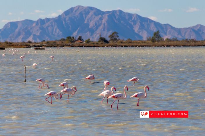 Image No.47-Appartement de 2 chambres à vendre à San Miguel de Salinas