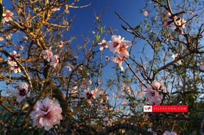 1591stockphotographsanmigueldesalinasorihuela