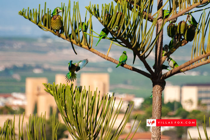 Image No.30-3 Bed Villa for sale