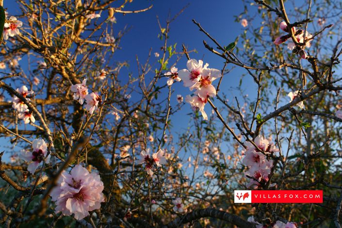 Image No.37-Villa de 2 chambres à vendre à San Miguel de Salinas