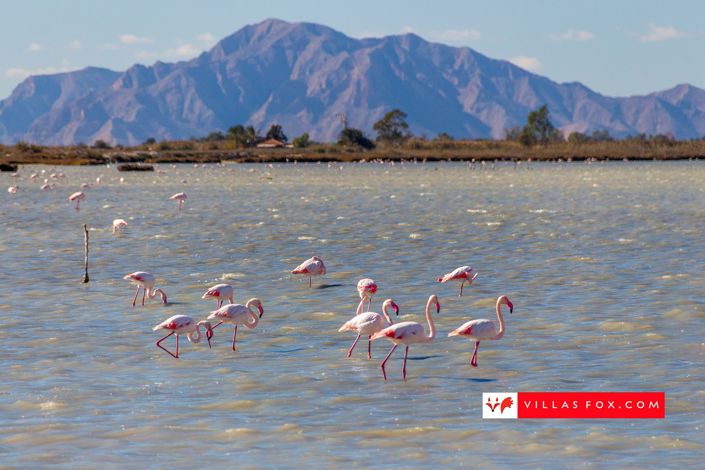 Image No.42-Villa de 2 chambres à vendre à San Miguel de Salinas