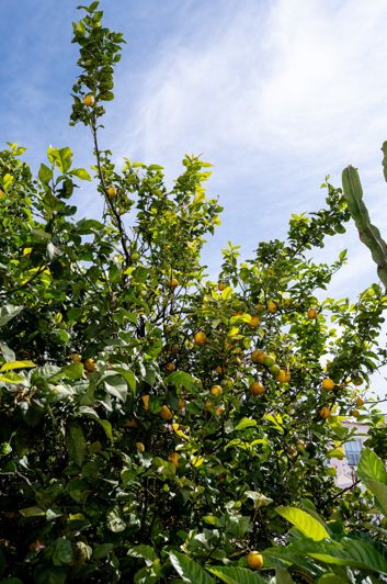 Image No.38-Jumelé de 4 chambres à vendre à Nerja