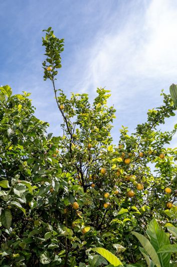 Image No.39-Jumelé de 4 chambres à vendre à Nerja
