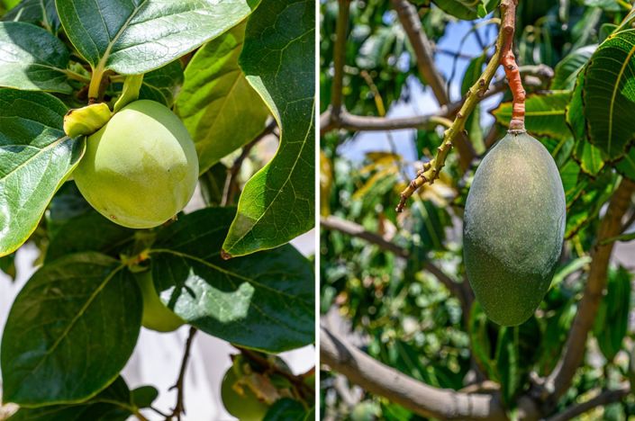 Image No.23-4 Bed Villa for sale