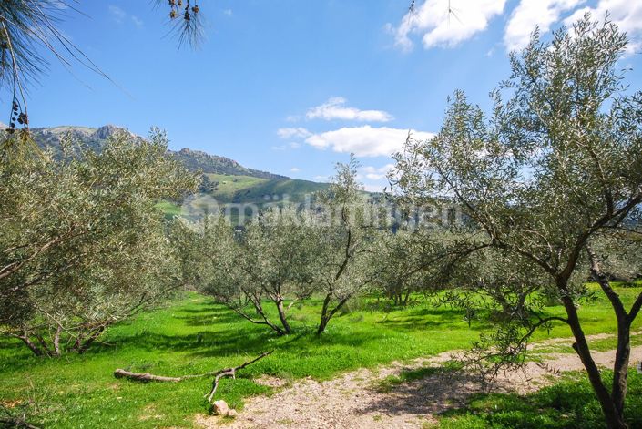 Image No.41-18 Bed Villa for sale