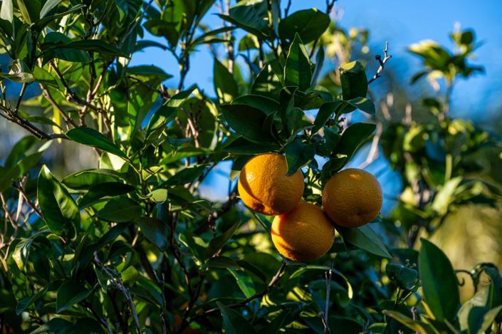 Image No.18-7 Bed Villa for sale