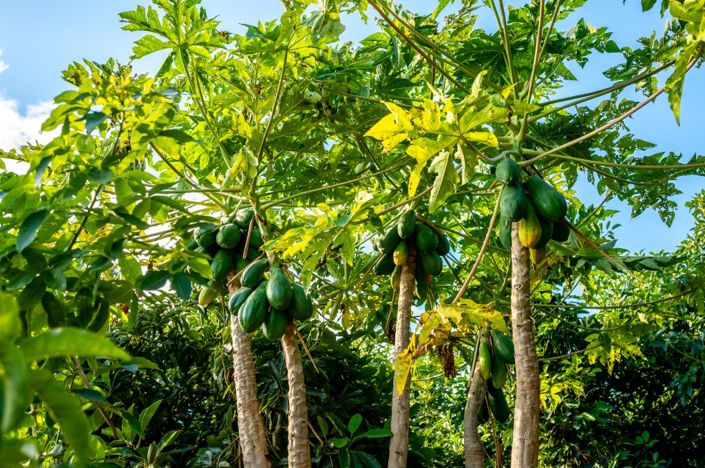 Image No.25-3 Bed Villa for sale