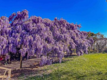 wisteria-landscape