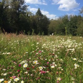 imgwild-flower-field