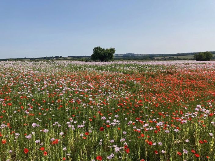 Image No.68-8 Bed House for sale