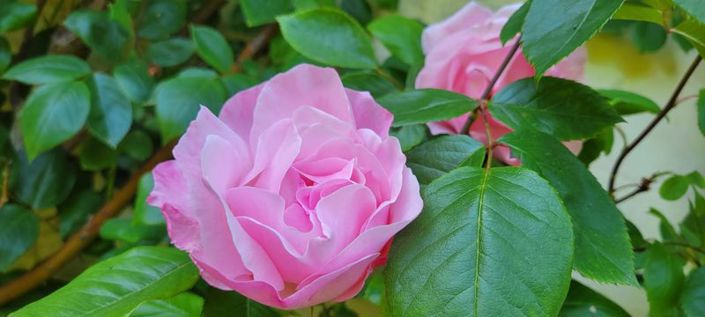 Image No.43-Propriété de 12 chambres à vendre à Indre