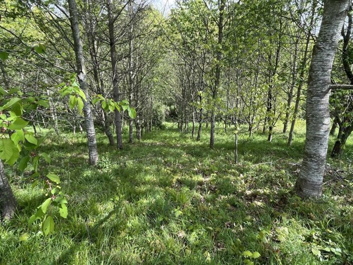 Image No.35-Propriété de 4 chambres à vendre à Gers