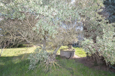1319caolivieretpuit