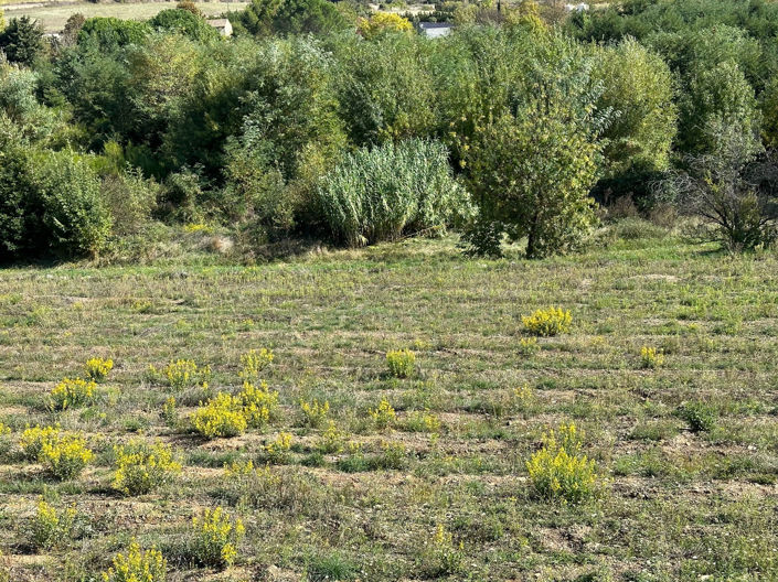 Image No.6-Terre de 1 chambre à vendre à Caunes-Minervois