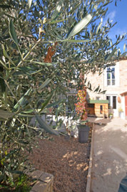 1372caterrasseetarbre