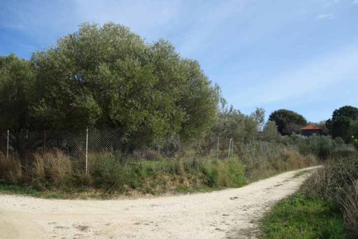 Image No.1-Terre à vendre à Spartia