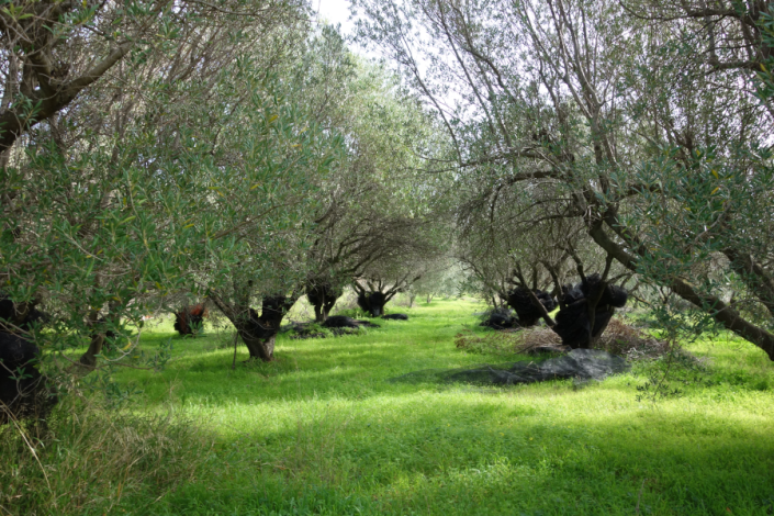 Image No.3-Land for sale