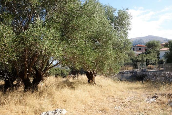 Image No.3-Plot for sale