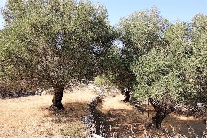 Image No.6-Plot for sale