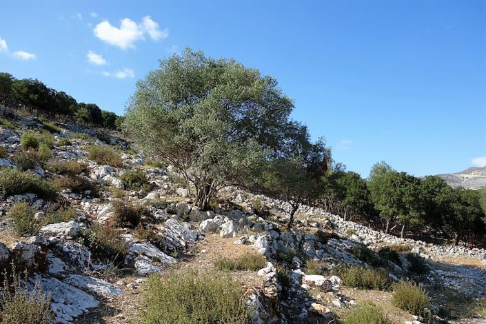 Image No.11-Plot for sale