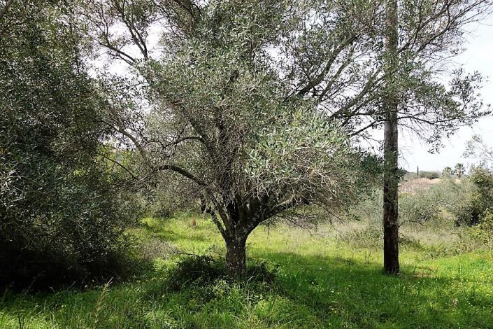 Image No.3-Terrain à vendre à Mavrata