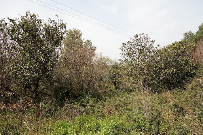 Image No.4-Terrain à vendre à Mavrata