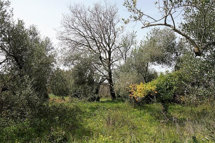 Image No.6-Terrain à vendre à Mavrata