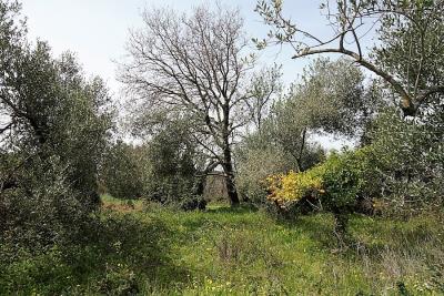 plot-for-sale-5