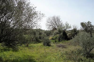 plot-for-sale-9