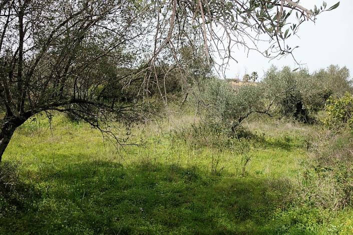 Image No.13-Terrain à vendre à Mavrata