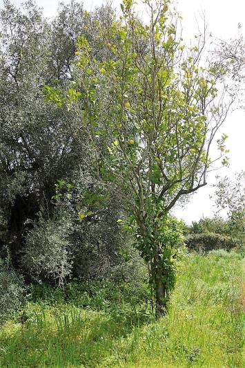 Image No.12-Terrain à vendre à Mavrata