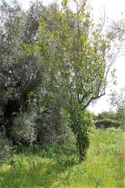 plot-for-sale-13