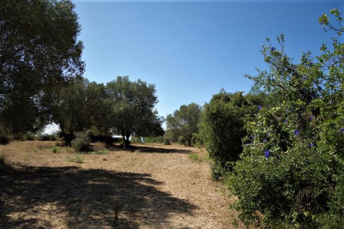 Image No.2-Plot for sale