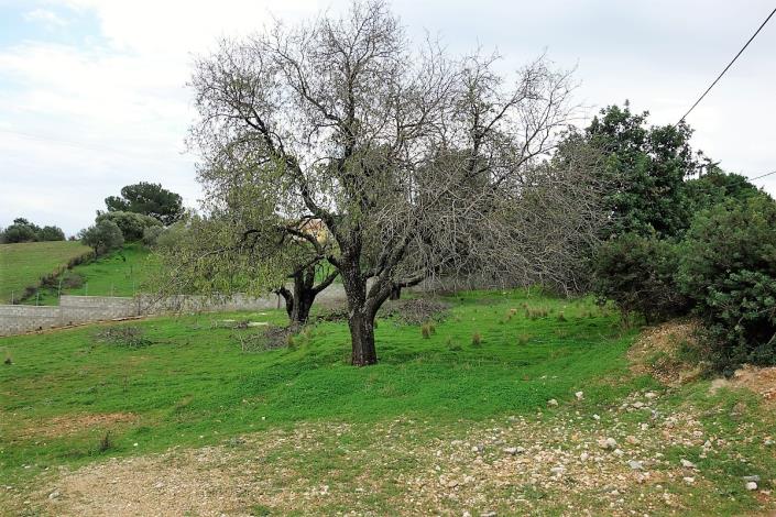 Image No.10-Terre à vendre à Skala